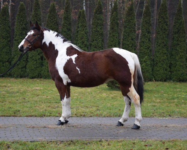 Pferd Milka (Polnisches Kaltblut, 2015)