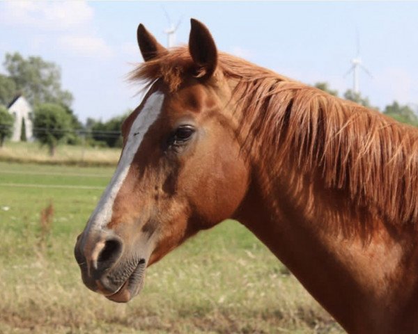 horse Enya (German Riding Pony, 1996, from Eldorrado)
