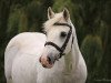 dressage horse Picasso 741 (German Riding Pony, 1997, from Reitland's Ramiro)