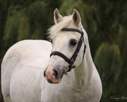 dressage horse Picasso 741 (German Riding Pony, 1997, from Reitland's Ramiro)