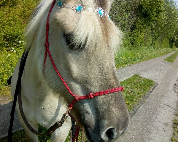 horse Leslie (Fjord Horse, 1999, from Jokke)