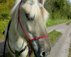 Pferd Leslie (Fjordpferd, 1999, von Jokke)