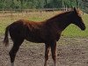 dressage horse Fahenna (Westphalian, 2019, from Don Martillo)