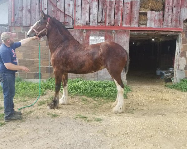 Pferd Bohl's Katrina (Clydesdale, 2016, von ADKS Luthur)