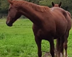 broodmare Finja (Oldenburg, 2011, from De Niro)