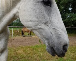 broodmare Giorna B (Oldenburg, 1995, from Pik Kaiser)