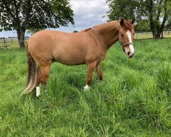 dressage horse FS Diego De LA Vega (German Riding Pony, 2013, from FS Don't Worry)