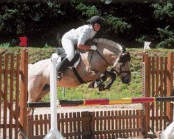 horse Kvestur (Fjord Horse, 1994, from Kvest Halsnæs)