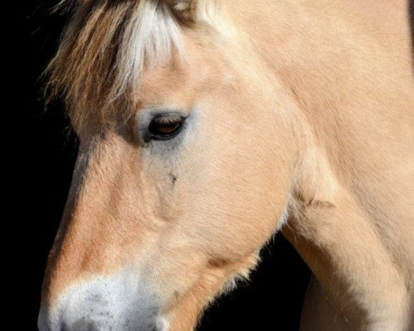 Pferd Dahli (Fjordpferd, 2002, von Drange Rolv)