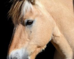 horse Dahli (Fjord Horse, 2002, from Drange Rolv)