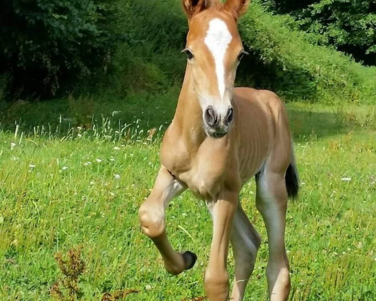 Pferd Nemona (Edles Warmblut, 2015)