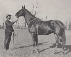 stallion American Flag xx (Thoroughbred, 1922, from Man o' War xx)