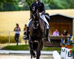 dressage horse Chicos Morello (Oldenburg, 2010, from Christ)