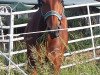 jumper Wittinger Son (KWPN (Royal Dutch Sporthorse), 2007, from VDL Wittinger)