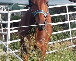 jumper Wittinger Son (KWPN (Royal Dutch Sporthorse), 2007, from VDL Wittinger)