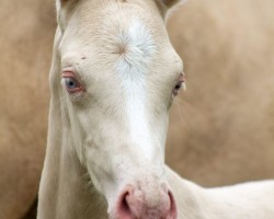 horse Golden Cream (German Riding Pony, 2020, from Gaius B)