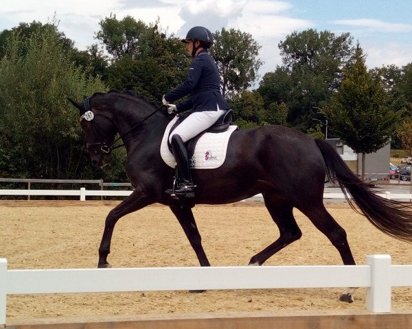 dressage horse Déjà VH (Hanoverian, 2014, from Damsey FRH)