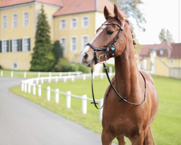dressage horse Nando 551 (German Riding Pony, 2011, from Night Dream)
