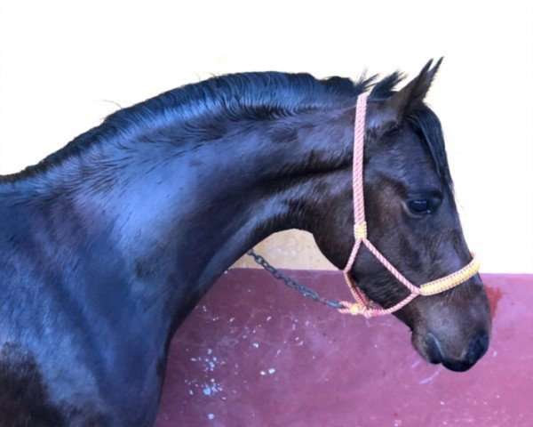 Pferd CARAMELO (Hispano-Araber, 2017)