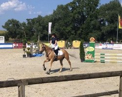 jumper Zahara 3 (German Riding Pony, 2009, from Top Zento)