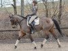 dressage horse Ginny Gibson (German Warmblood, 2009, from Graf Faedo)