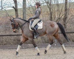 dressage horse Ginny Gibson (German Warmblood, 2009, from Graf Faedo)