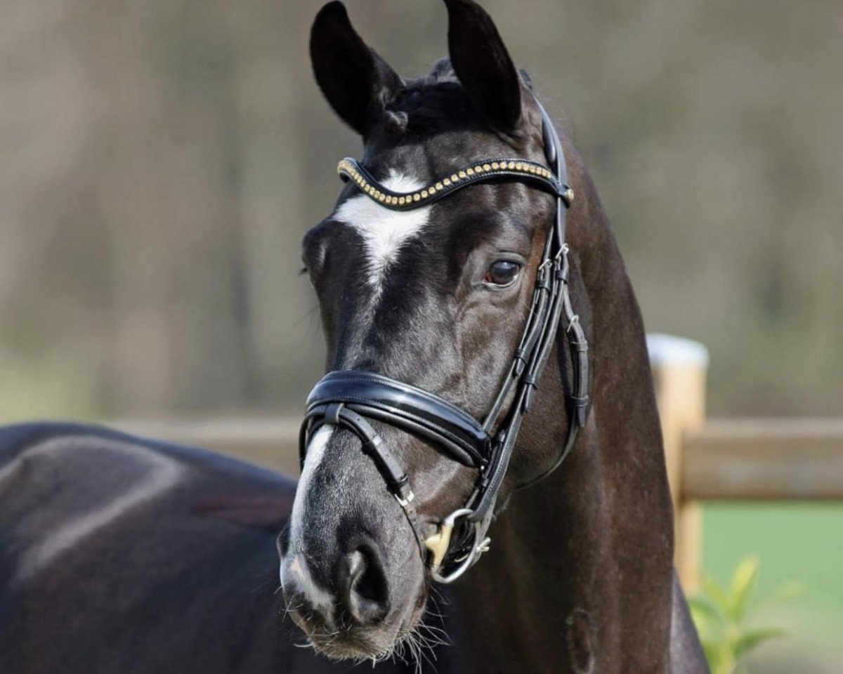 dressage horse Bumblebee RK (Westphalian, 2013, from Belconi)