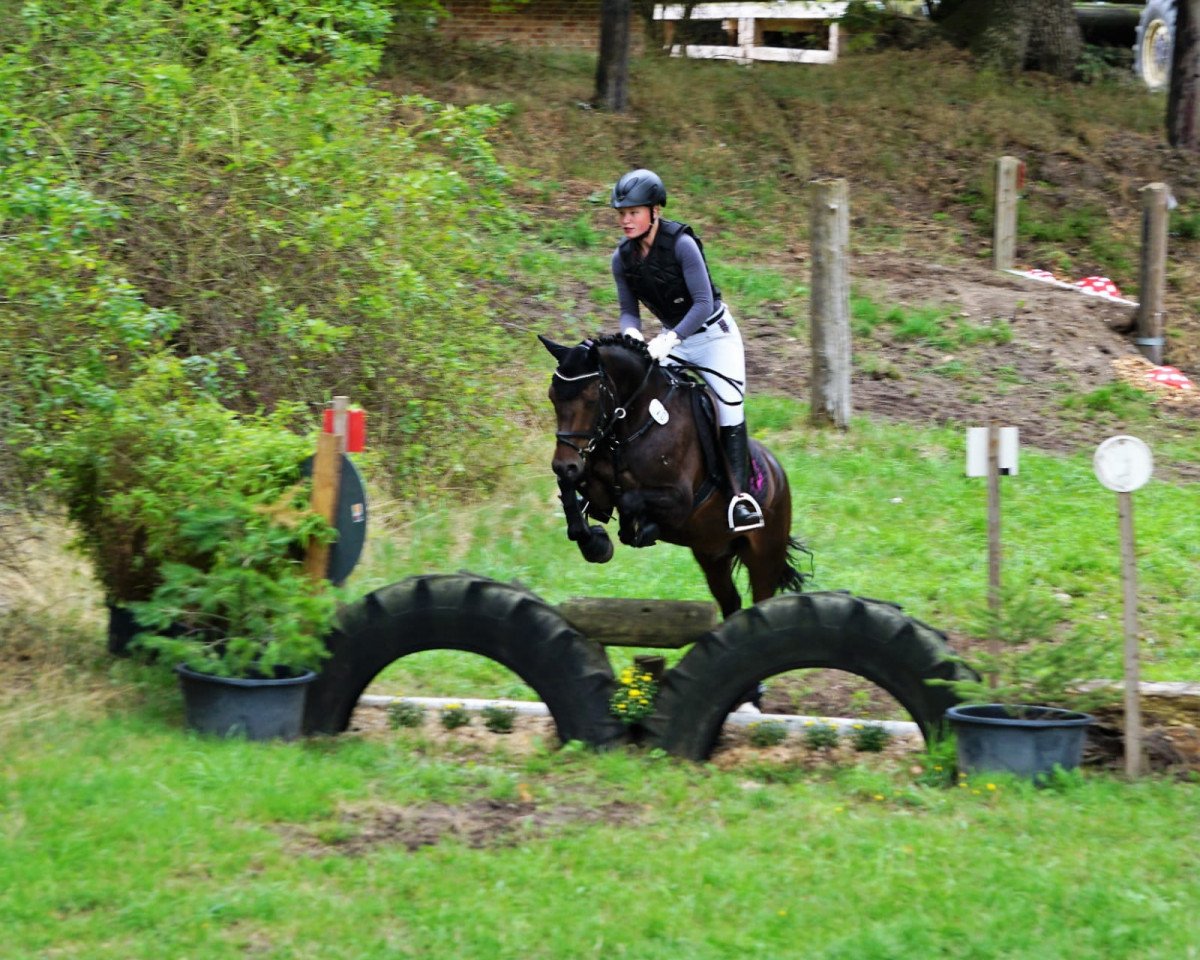 jumper Vigo's Star Lm (Lewitzer, 2014, from Vigo LM)