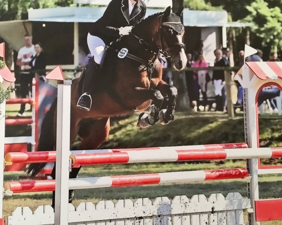 Springpferd Diabolo Junior (Deutsches Reitpony, 2009, von Don Diabolo NRW)