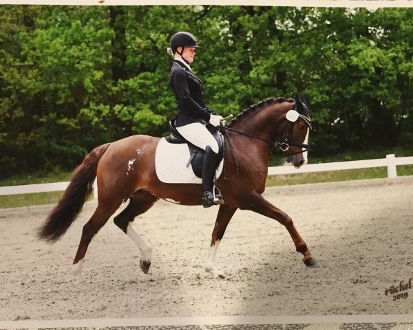 dressage horse Devils Diva (German Riding Pony, 2007, from Do it Again)