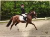 dressage horse Devils Diva (German Riding Pony, 2007, from Do it Again)