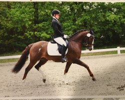 dressage horse Devils Diva (German Riding Pony, 2007, from Do it Again)