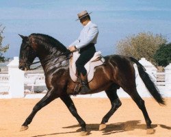 stallion Centella V (Pura Raza Espanola (PRE), 1979, from Maromo)