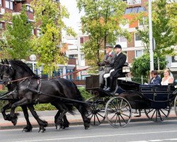 Pferd Dago/Japser (Friese, 2008, von Jerke 434)