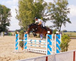 jumper Havall (KWPN (Royal Dutch Sporthorse), 2012, from Zavall VDL)