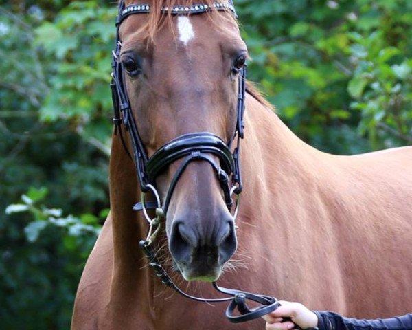 horse Precious Philine (German Warmblood, 2004, from DS Poet Emir)