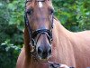 horse Precious Philine (German Warmblood, 2004, from DS Poet Emir)