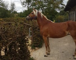 broodmare Oklahoma (Haflinger, 2008, from Antinor)