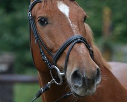 jumper Maxence Cyrin (Hanoverian, 2002, from Mendecino)