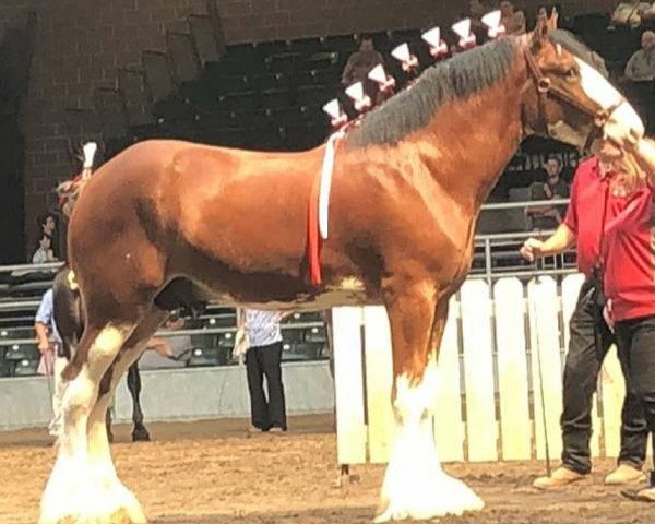 Deckhengst Canwest Golden Boy (Clydesdale, 2016, von 2S Above All's Mister Keynote)