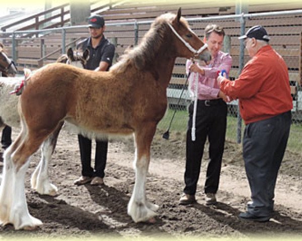 Pferd Canwest Camilla (Clydesdale, 2016, von Twin Pines Thor)