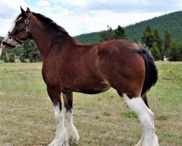 broodmare Candy Bars Emma (Clydesdale, 2007, from Westerdale Prospect)