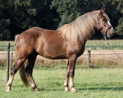 horse Mozart (Black Forest Horse, 2014, from LVV Modem)