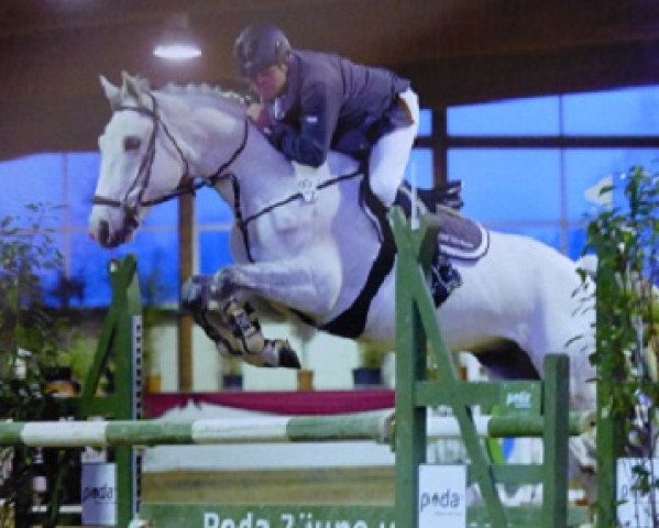 jumper Quinto 75 (Hanoverian, 2009, from Quite Capitol)