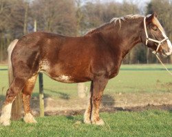 broodmare Romy (Black Forest Horse, 2011, from Wildhüter)