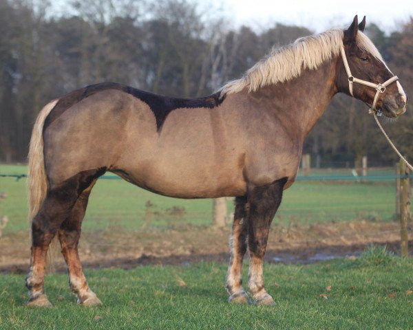 broodmare Rapunzel (Black Forest Horse, 2007, from Don Olewo)