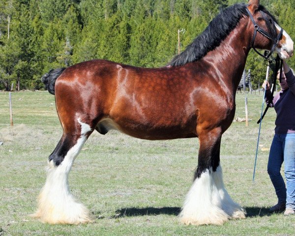 stallion Westerdale Prospect (Clydesdale, 2000, from CIE Perfection)