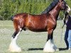 Deckhengst Westerdale Prospect (Clydesdale, 2000, von CIE Perfection)