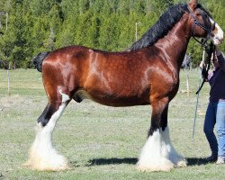 Deckhengst Westerdale Prospect (Clydesdale, 2000, von CIE Perfection)