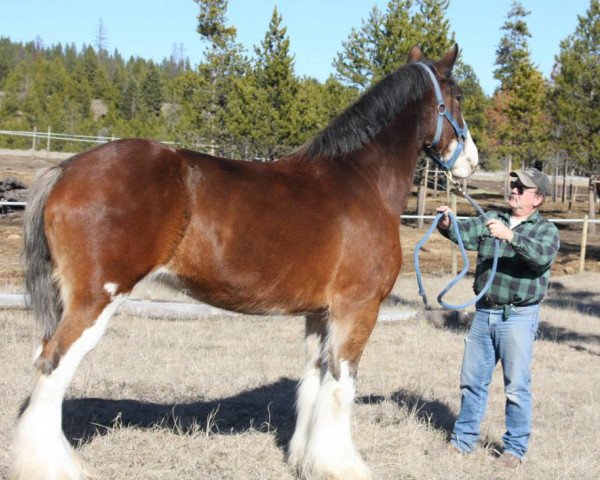 broodmare Candy Bars Candy (Clydesdale, 2007, from Westerdale Prospect)